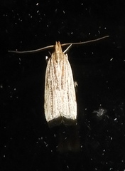 Helcystogramma hystricella