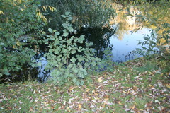 Alnus glutinosa