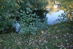 Alnus glutinosa