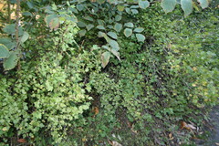 Magnoliopsida