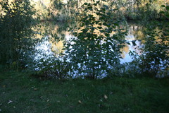 Magnoliopsida