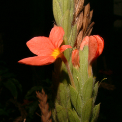 Crossandra infundibuliformis