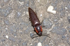 Conoderus basalis