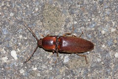 Conoderus basalis