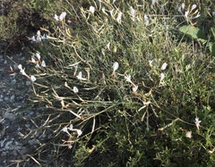 Astragalus ucrainicus