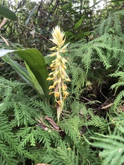 Calanthe formosana