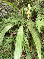 Calanthe formosana