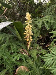 Calanthe formosana