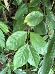 Lasianthus hispidulus
