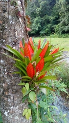 Tillandsia multicaulis