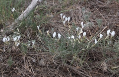Astragalus ucrainicus