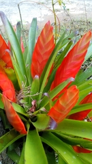 Tillandsia multicaulis