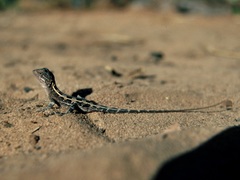 Diporiphora bilineata