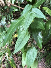 Smilax riparia