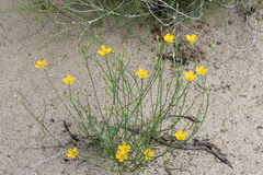 Linum aristatum