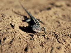 Diporiphora bilineata