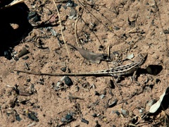 Diporiphora bilineata