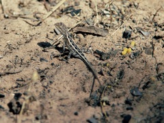 Diporiphora bilineata