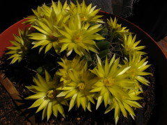 Mammillaria longimamma