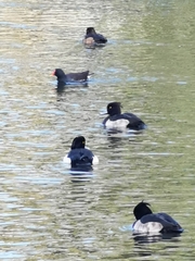 Aythya fuligula