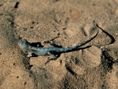Diporiphora