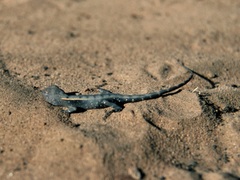 Diporiphora