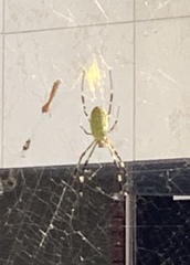 Trichonephila clavata