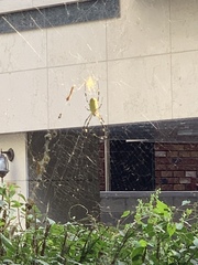 Trichonephila clavata