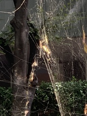 Trichonephila clavata