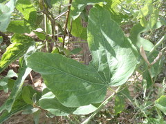 Passiflora mexicana