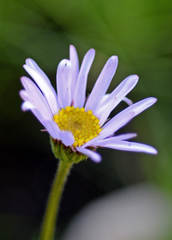 Afroaster confertifolius