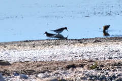 Calidris bairdii