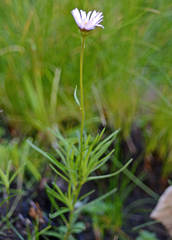 Afroaster confertifolius