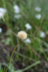 Afroaster confertifolius