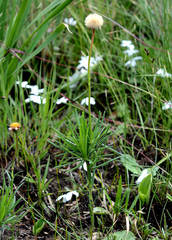 Afroaster confertifolius