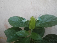 Ecbolium ligustrinum