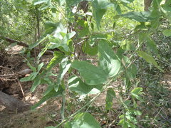 Passiflora mexicana
