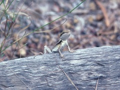 Amphibolurinae