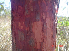 Copaifera langsdorffii