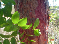 Copaifera langsdorffii