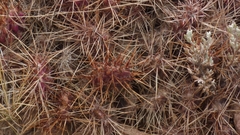 Airampoa ayrampo