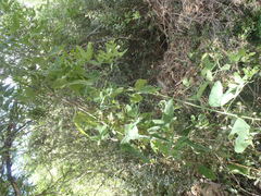 Passiflora mexicana