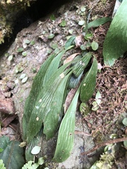 Antrophyum formosanum