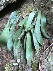 Antrophyum formosanum