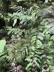 Casearia glomerata