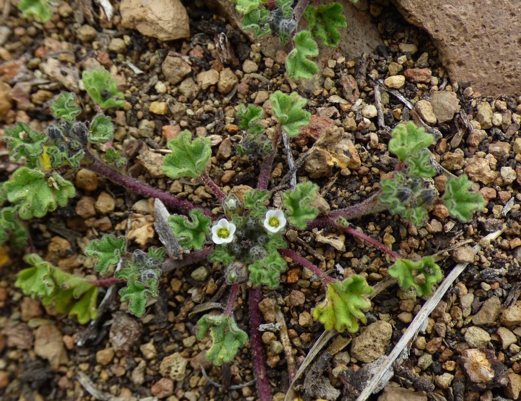 Tarasa tenella