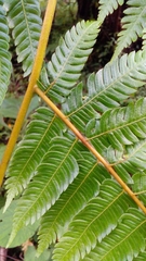 Alsophila firma