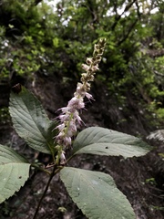 Collinsonia macrobracteata