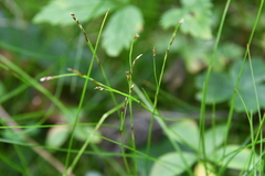 Carex alba