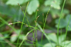 Carex alba